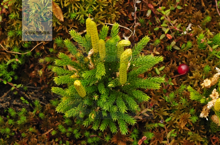 玉柏,见过吗?祛风除湿,舒筋通络。治风湿痛、腰腿痛、肢体麻木