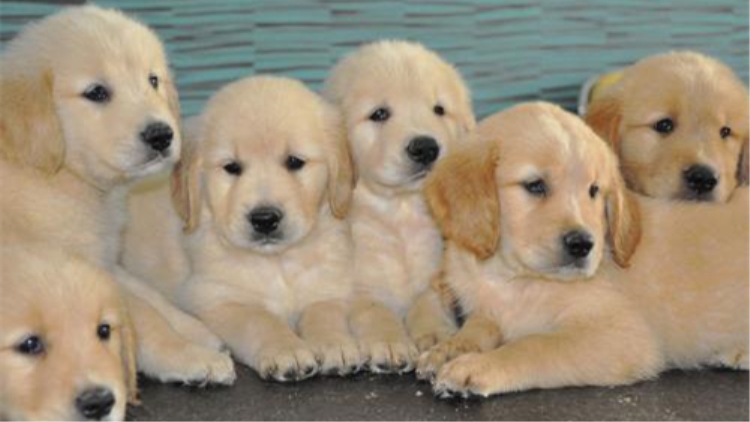 家里有狗需要买些什么,家里有狗狗用品