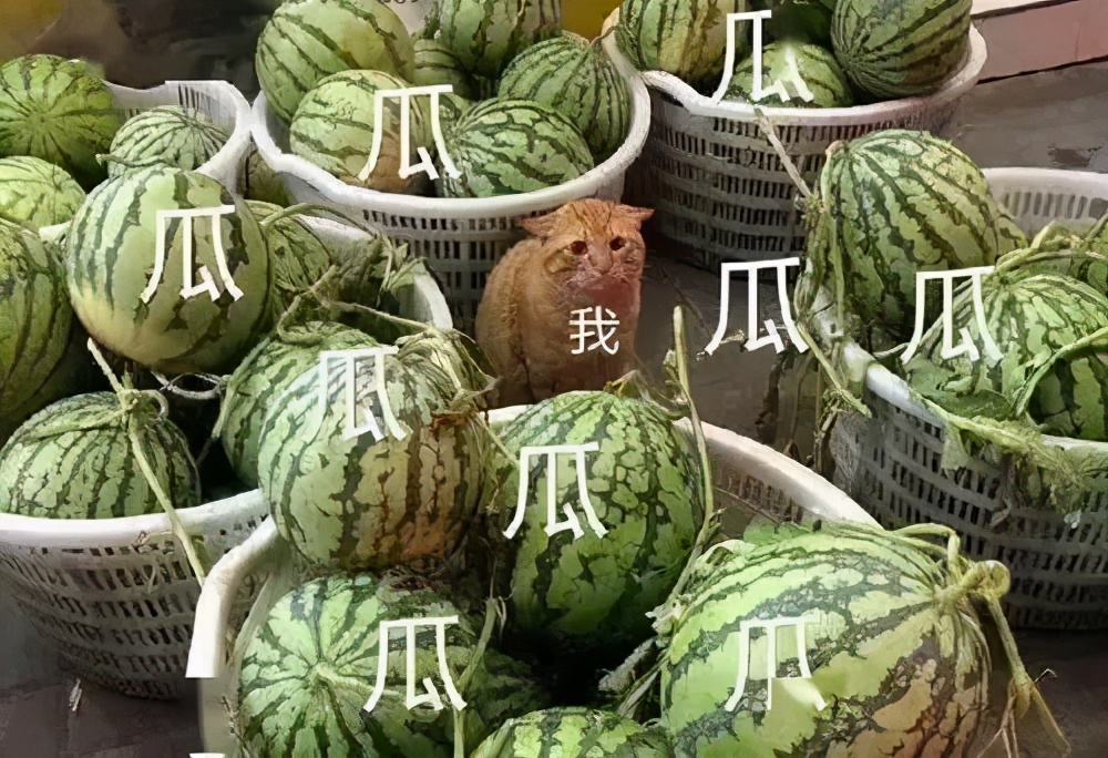 霍尊常吃的海狗丸秘药，到底有没有让他更强？