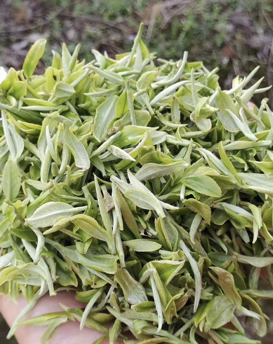 三江绿茶茶香,三江绿茶哪里最好喝