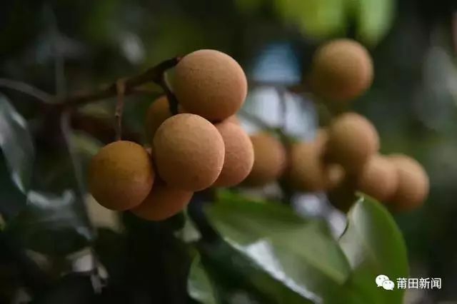 爱你没商量直播吗,爱你没商量海南