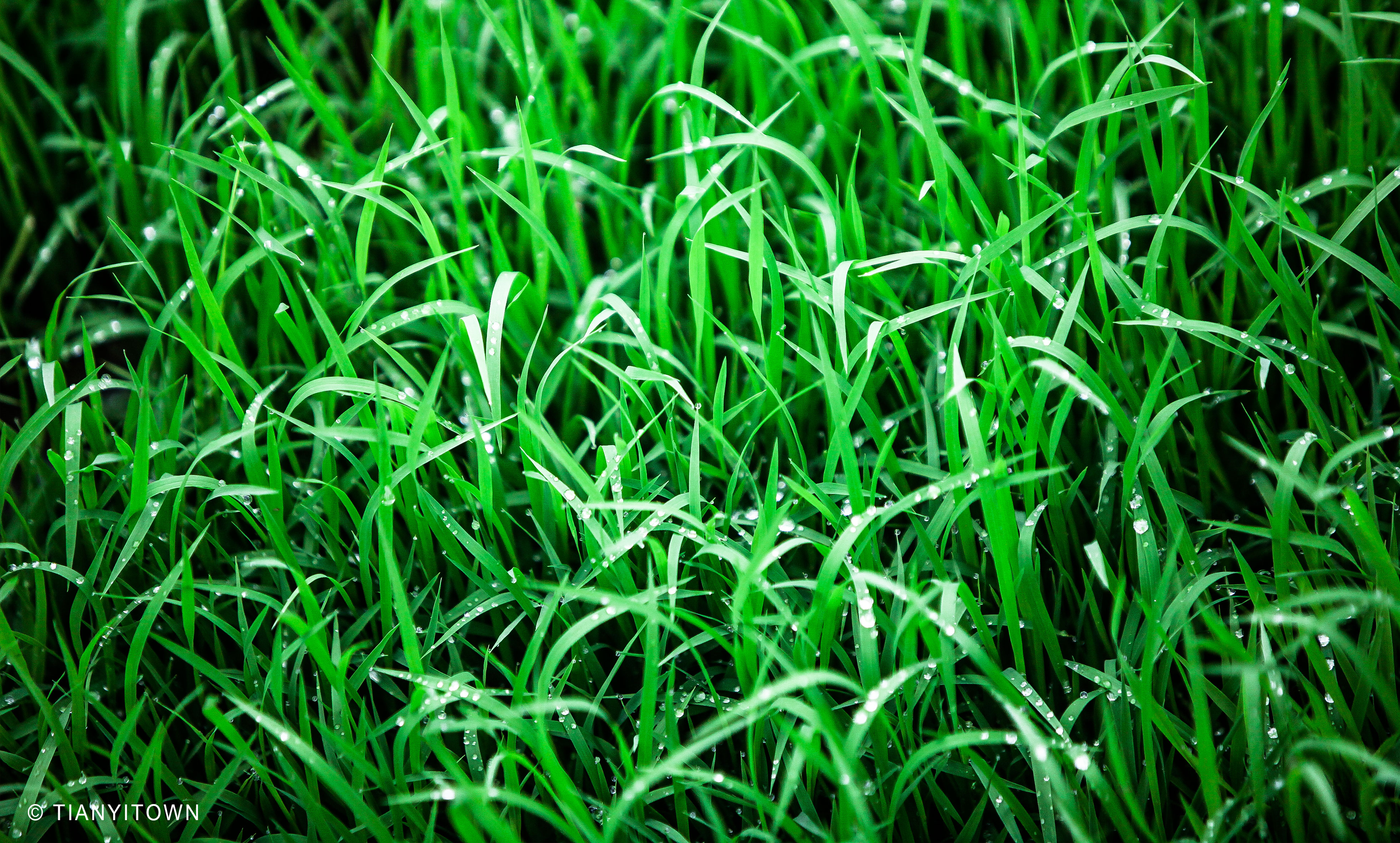 芒种时节播种幸福,芒种一个收获的时节