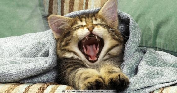 猫咪怎么教小猫咪踩奶,为什么猫咪学不会上马桶