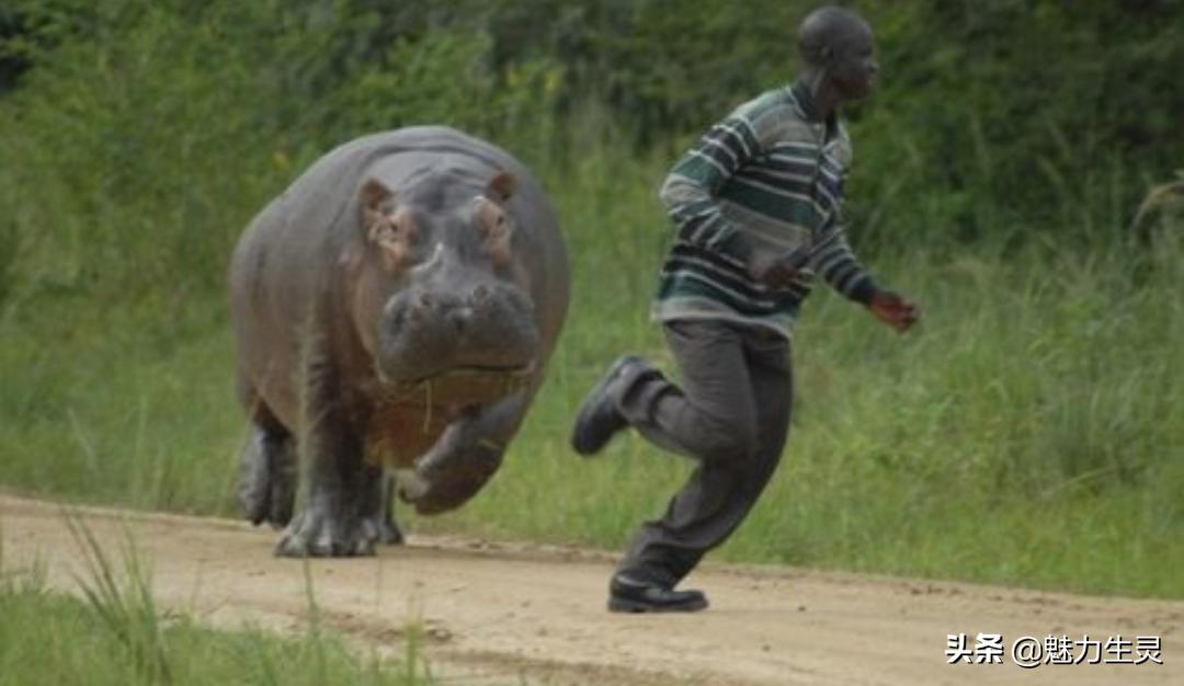 河马冷知识全集,河马奇葩冷知识