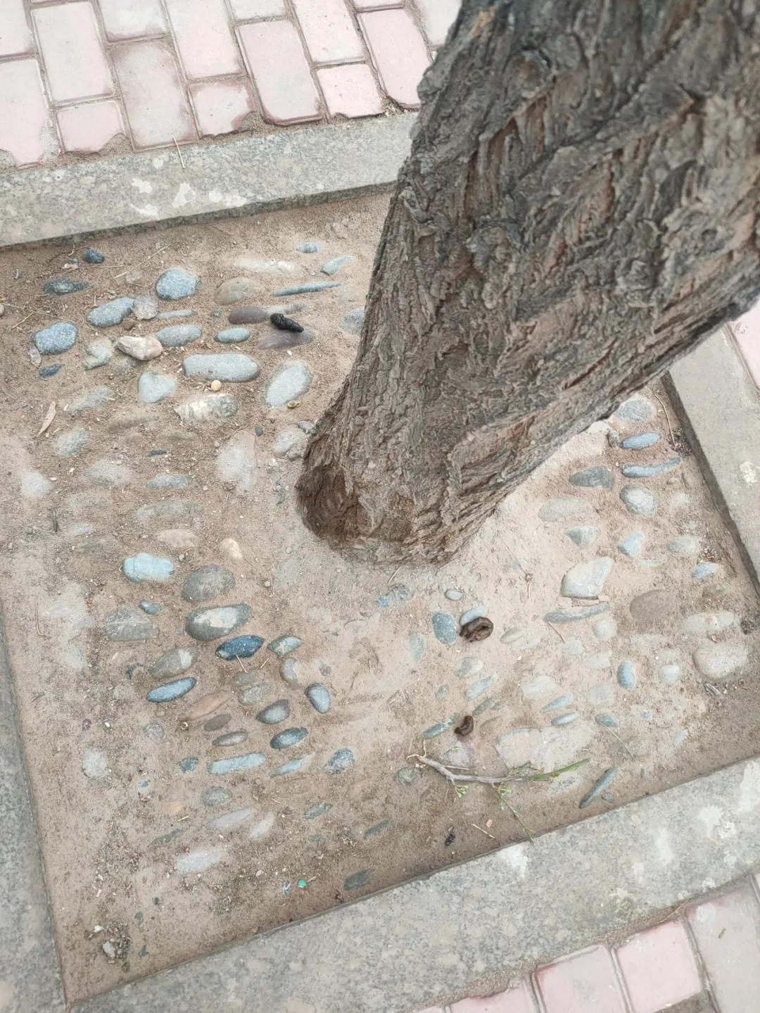 宁夏吴忠遛狗,吴忠适合遛狗的公园