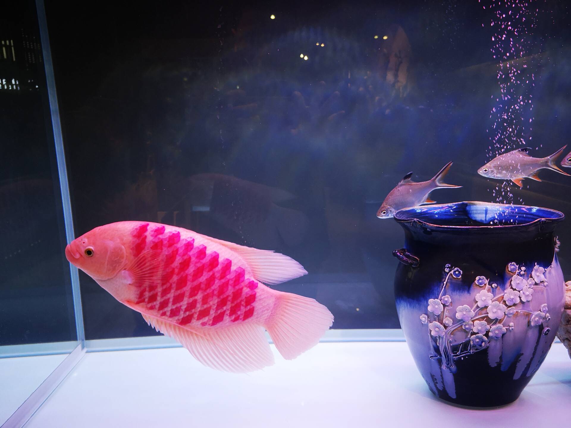 观赏鱼预防疾病用什么药,观赏鱼升温有什么用