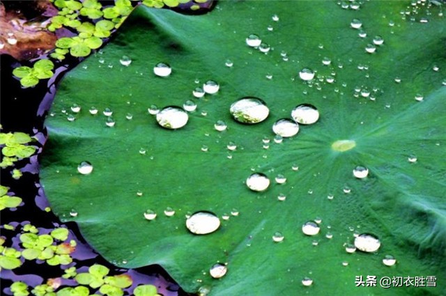 关于荷叶的三首古诗,关于荷叶荷花的古诗有哪些