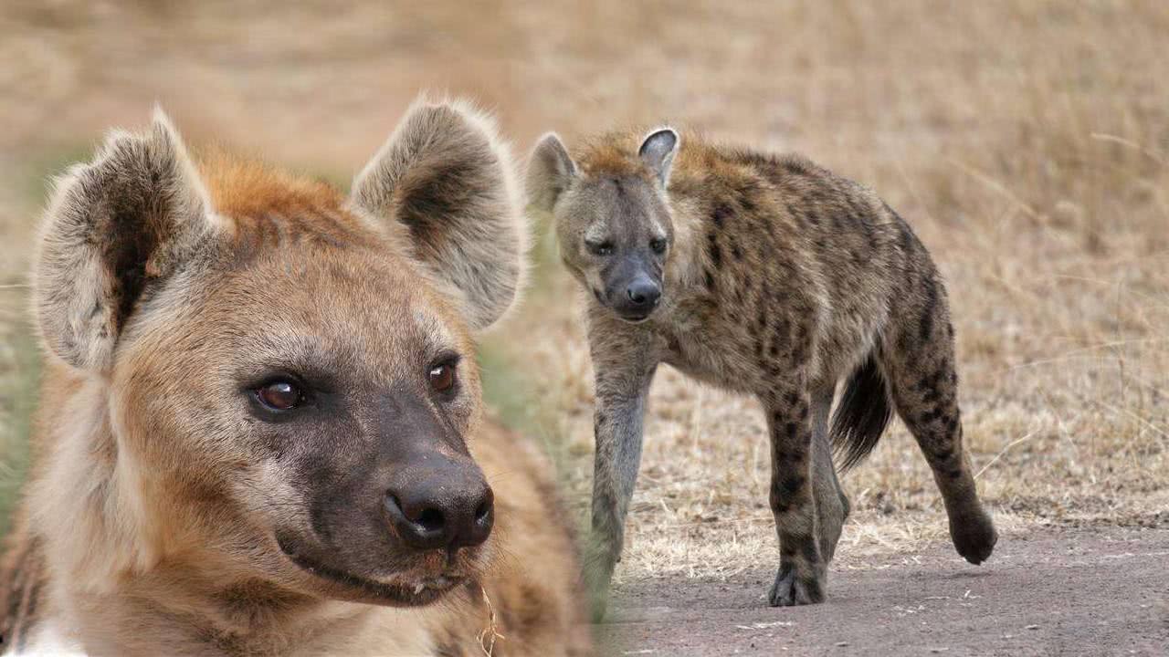 非洲“掏肛哥”鬣狗非常残暴，但你知道它的天敌是谁吗？