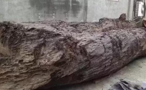 金丝楠木价值8亿,价值8亿的金丝楠木真相