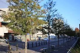 疫情期间12岁小学生做出颠覆常识的发现，以一作身份发了论文