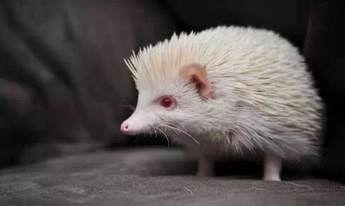 世界最罕见的十个杂交动物,世界罕见动物长得像蜘蛛但有尾巴