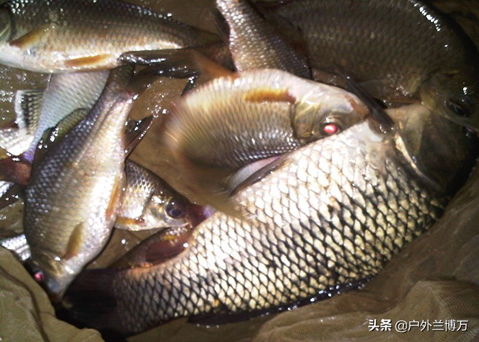 玉米粒钓鱼打窝方法,野钓如何用玉米粒钓鱼