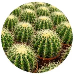 全部金木水火土五行五系植物介绍,五种植物代表五行