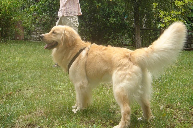 金毛头顶有一撮白毛代表什么寓意,金毛长癣是怎么回事