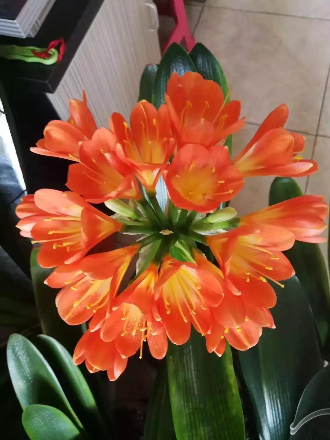 君子兰夹箭磷酸二氢钾怎么施肥,君子兰怎样管理才能够开花长得快