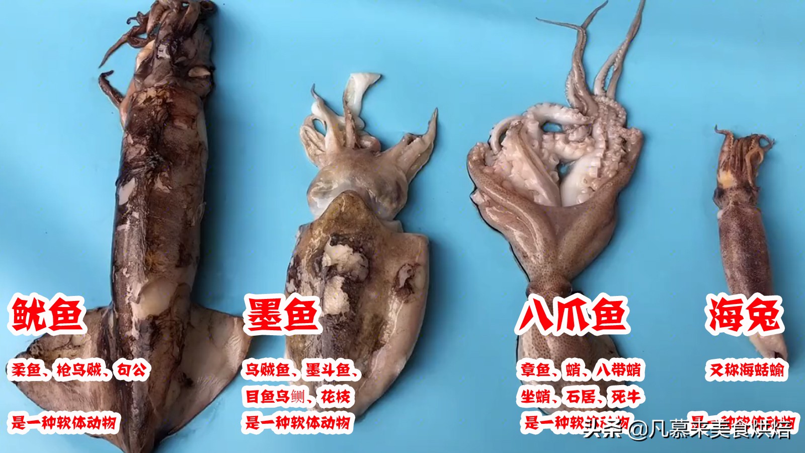 八爪鱼鱿鱼墨鱼海兔哪种好吃,鱿鱼海兔墨鱼八爪鱼区别