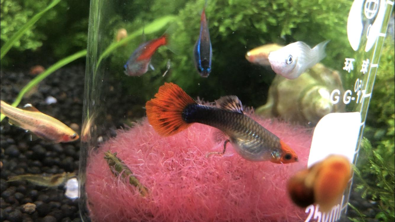 鱼儿吃红线虫长得快,鱼儿体内红线虫要怎么杀死