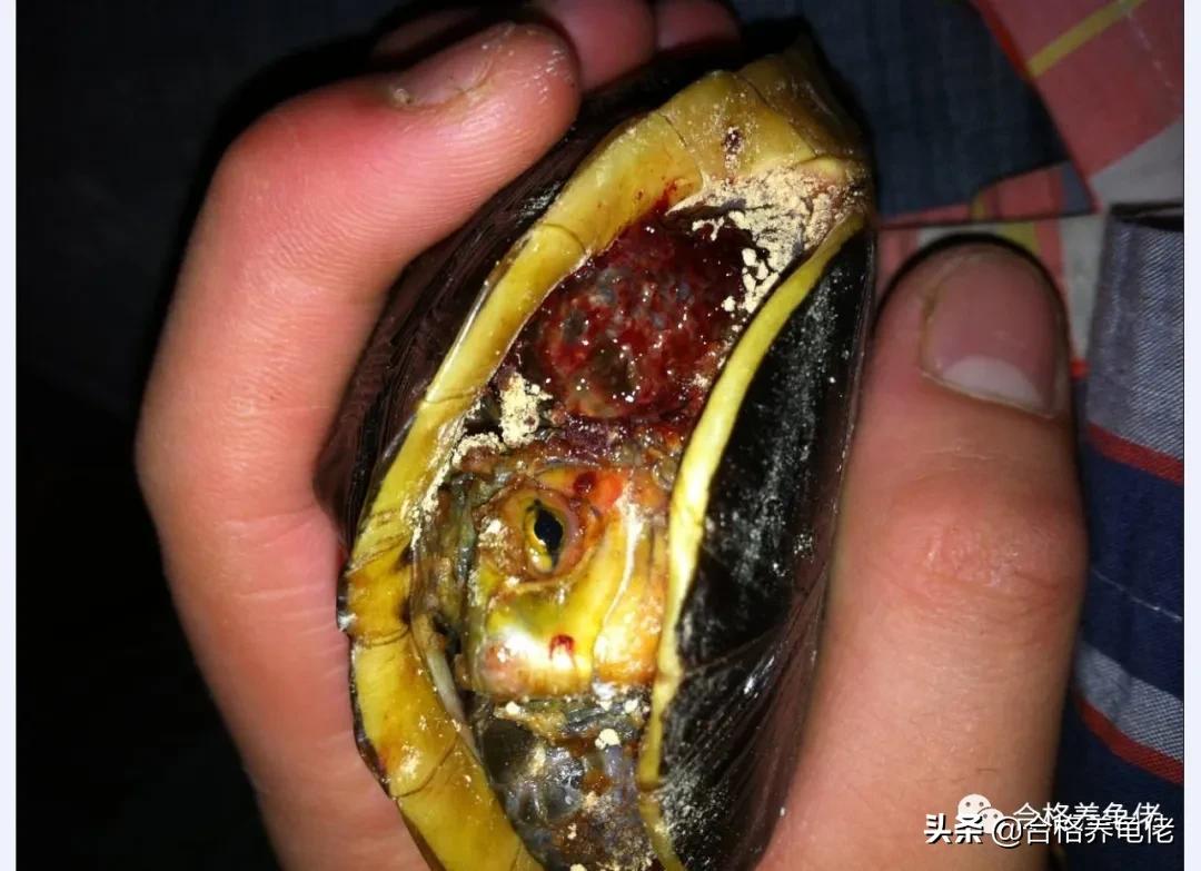 龟的腐皮腐甲严重怎么办,龟的腐皮需要弄掉吗