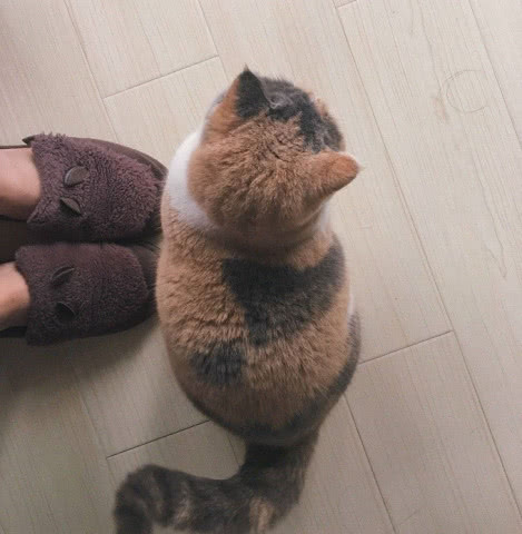 猫咪为什么喜欢在身上踩来踩去,猫咪咬衣服踩来踩去