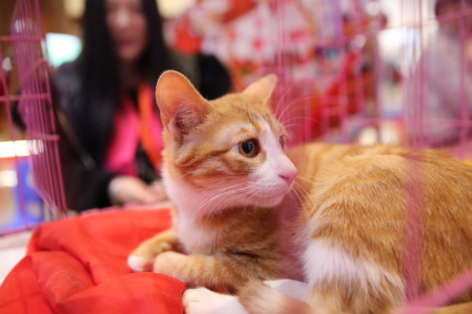 为什么那么多人提倡领养代替购买，看完你就了解了