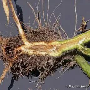 马铃薯豆角病害图谱,马铃薯病害图谱大全