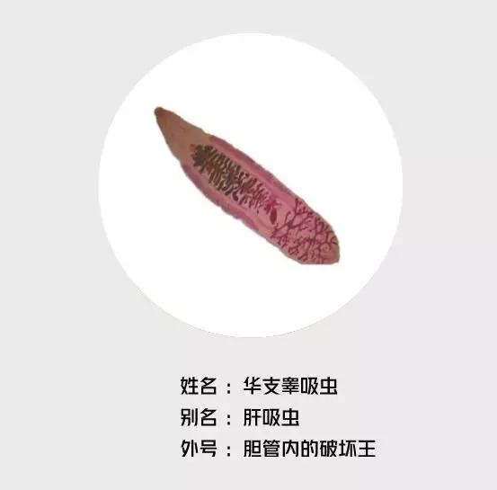 医生从人身上取出白色虫子,女子体内取出活虫只因爱吃这样菜