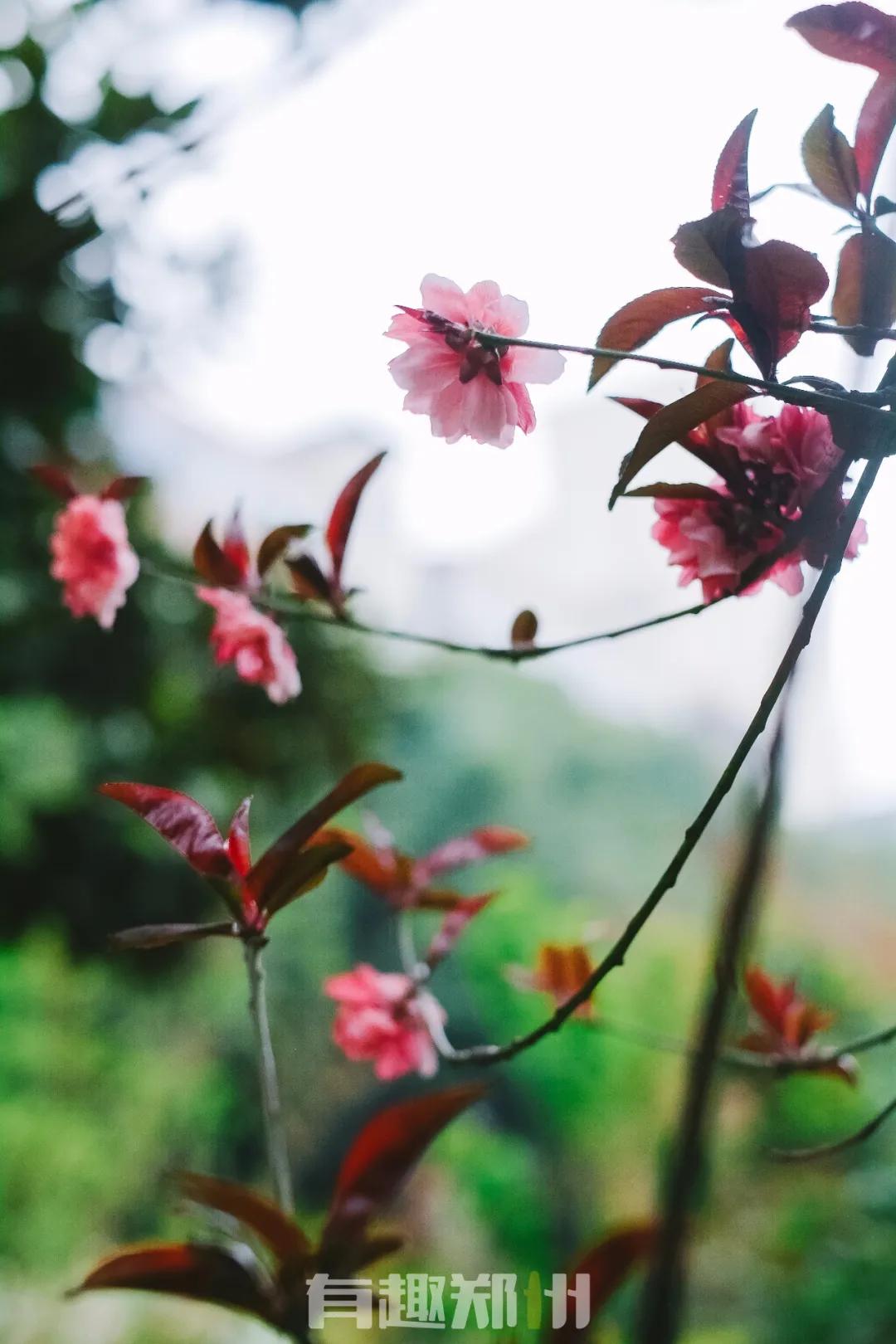 春雨落在叶子上,春雨落在树叶上的详细描写