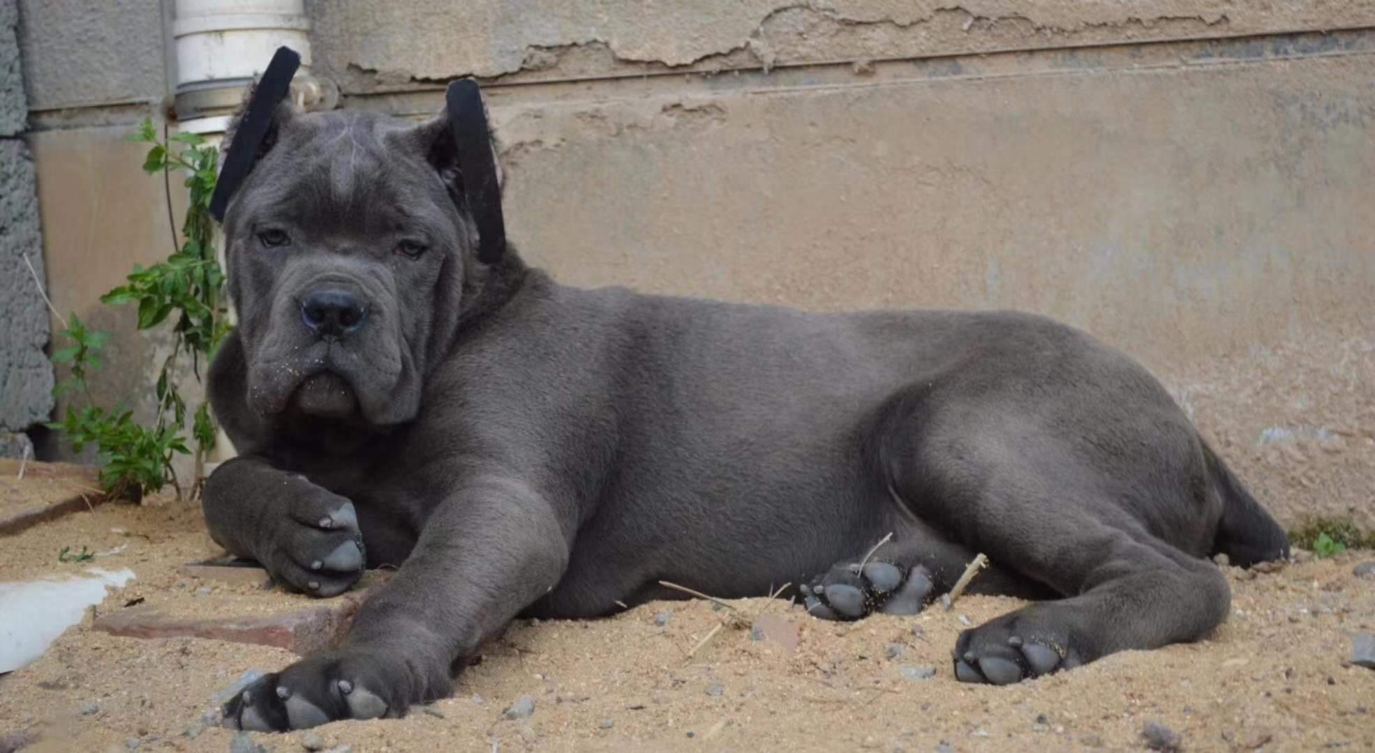 卡斯罗犬和杜高谁更厉害,卡斯罗犬和杜高犬哪个更厉害