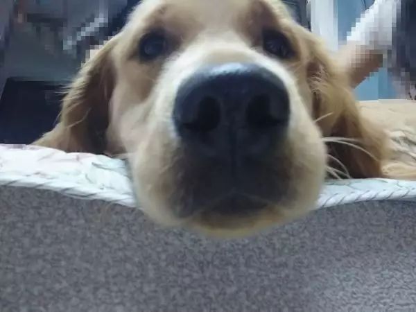 自家的狗成精了是怎样一种体验？