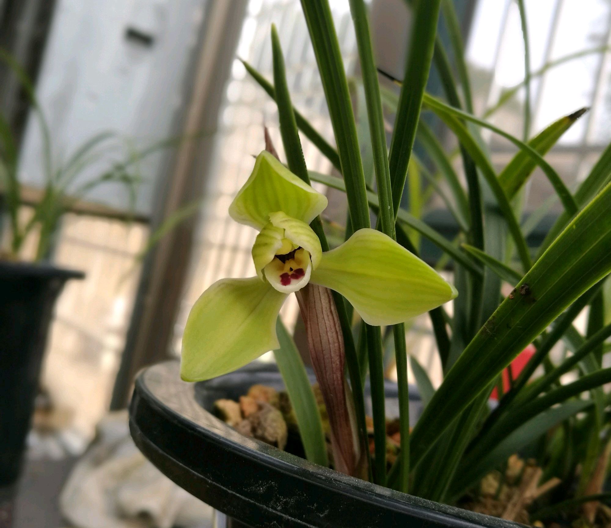 处在花苞期的兰花是否能施肥,兰花打花苞的时候用什么肥料最好