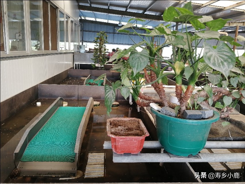 黄喉拟水龟苗子怎么养,黄喉拟水龟应该怎么放生