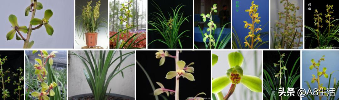 春兰张荷素兰花介绍,每日一品中国兰花春兰