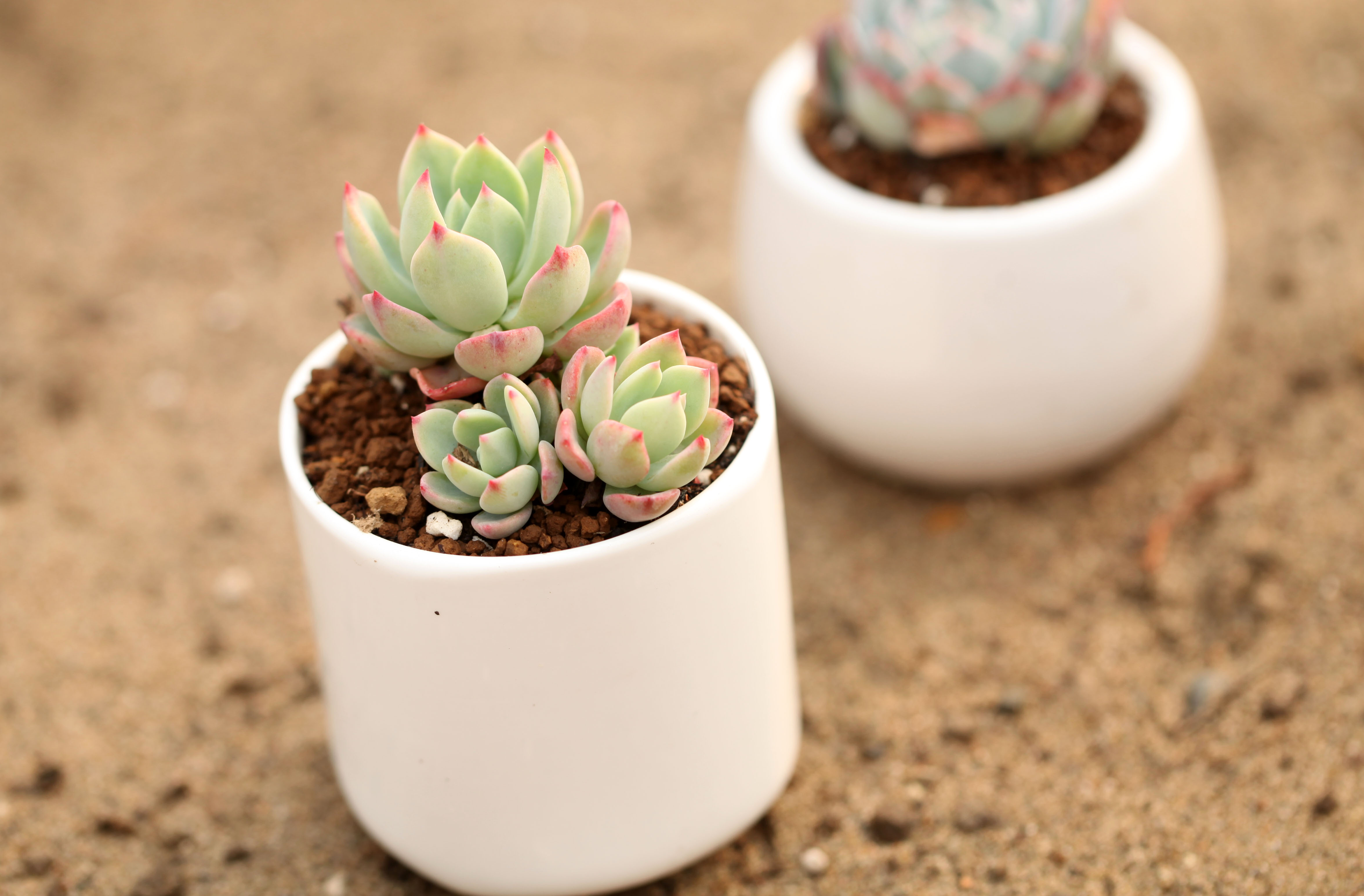 多肉植物干枯了还有办法补救吗,多肉植物茎枯萎怎么救活