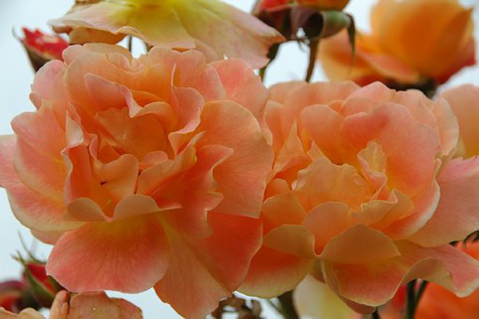 聪慧人生的价值,聪慧过人理解能力强