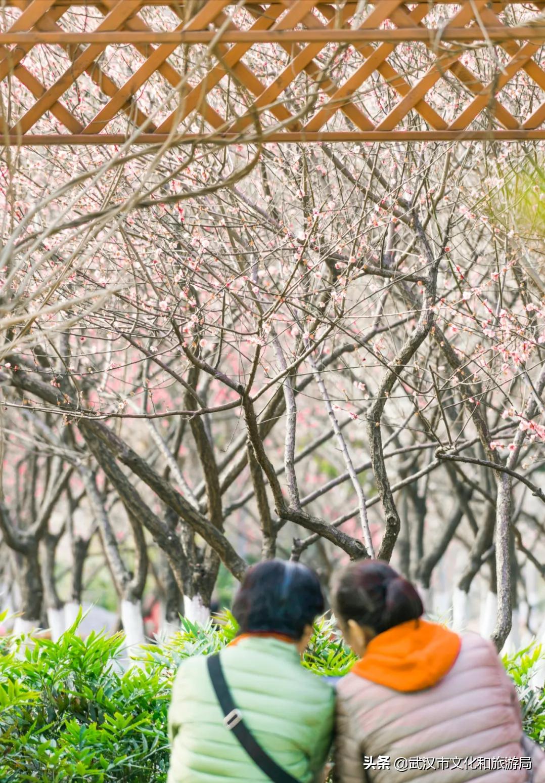 花young官方购票,花young套餐29元103g联通