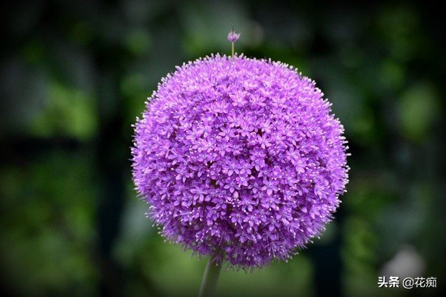 什么花开得好看又好养,开花非常好看且又好养