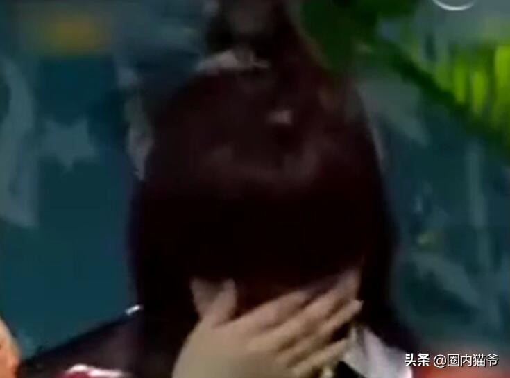 与谢娜相恋6年，为何刘烨转身就娶了外国人安娜？