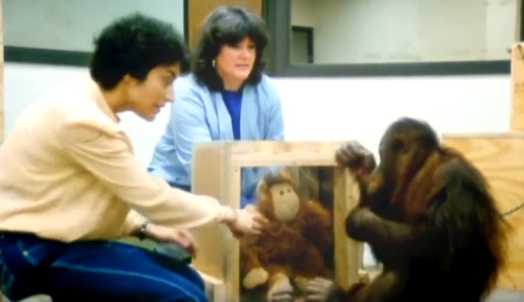 一只上过大学的猩猩试图成为人类,但现实给了它一记重锤