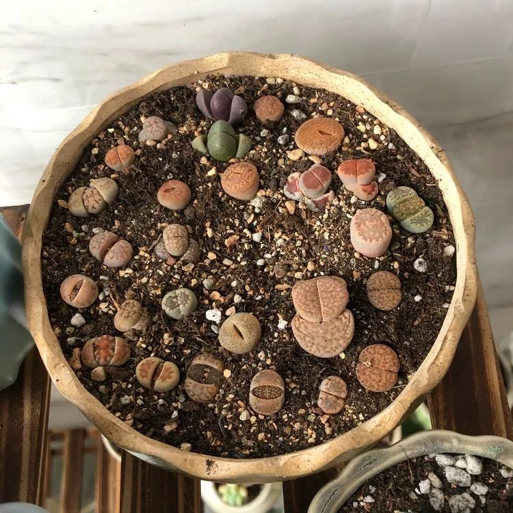 新手小白入坑多肉必看攻略,多肉新手入坑必备指南