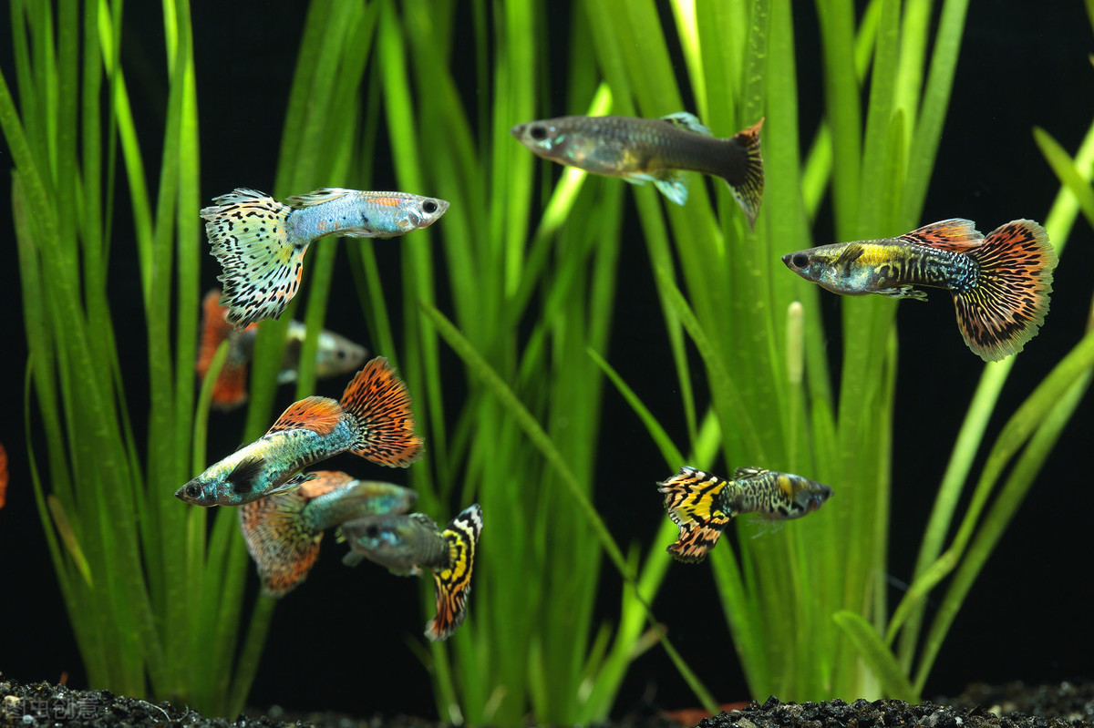 孔雀鱼小鱼单独养多久,孔雀鱼小鱼多久后可以和大鱼混养