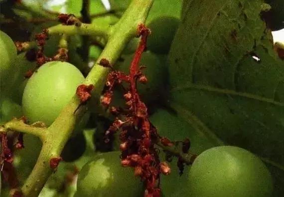 葡萄掉粒子是怎么回事,葡萄穗子掉粒是怎么回事呢