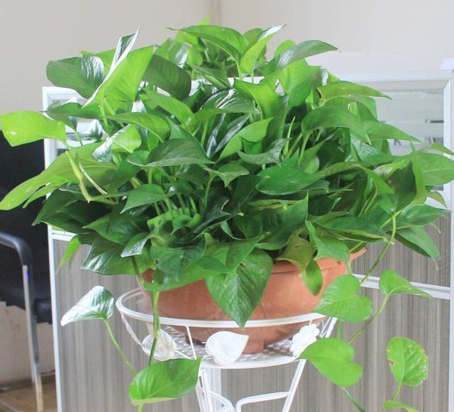 养绿萝，埋上几粒“煮豆豆”，胜过养花肥，油光锃亮爬满墙