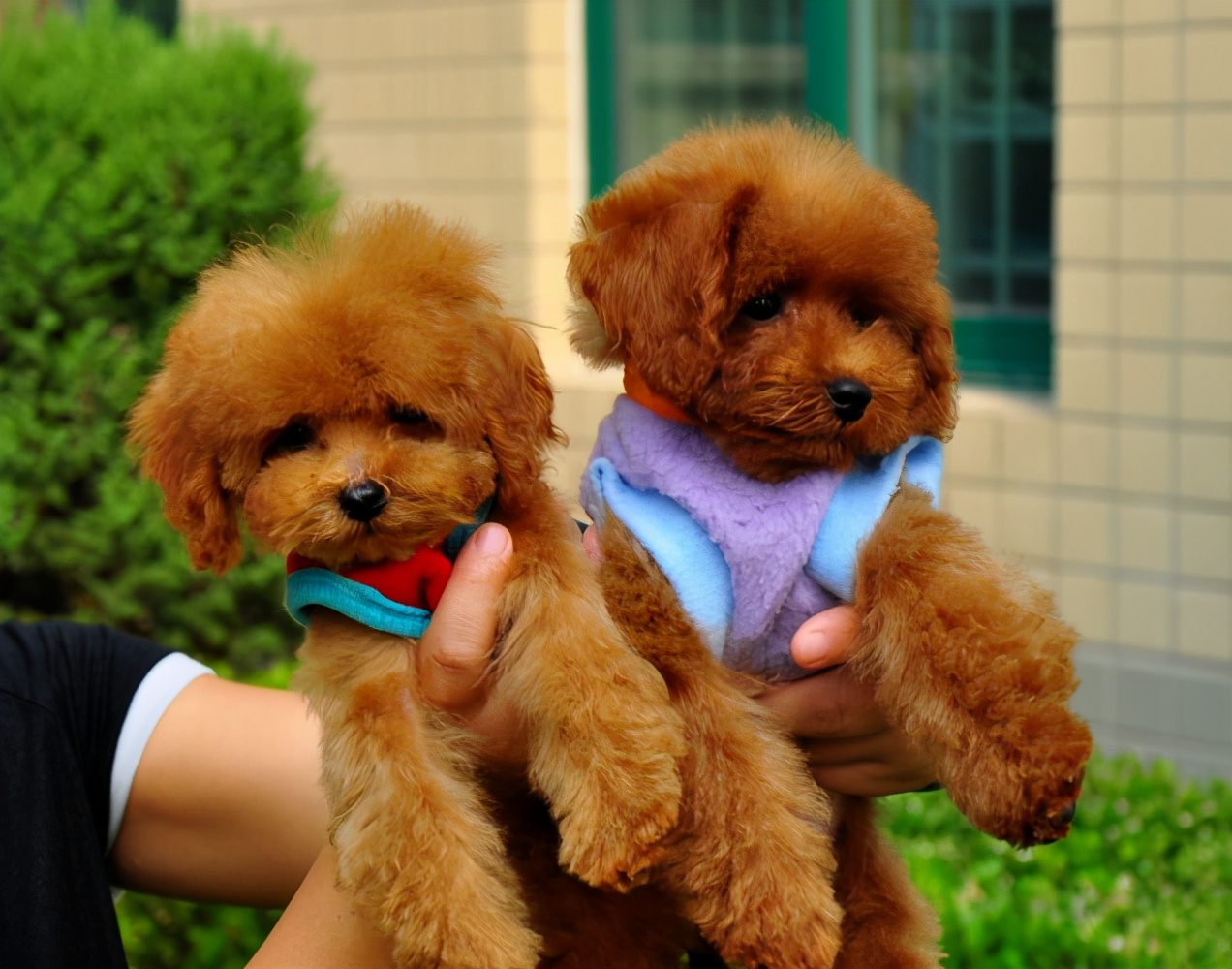 民间选狗秘笈教你怎么选出好狗,选狗最好的4种方法