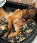 德牧太调皮怎么训练,德牧为什么那么调皮