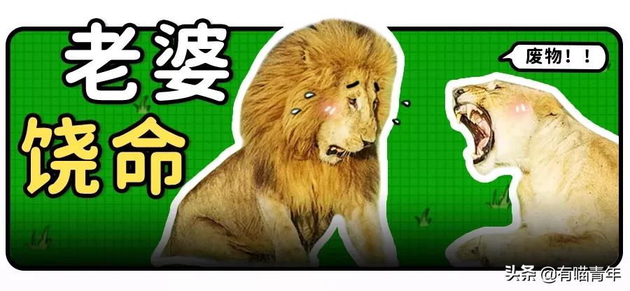 橘猫为什么是魔鬼,橘猫的恐怖之处