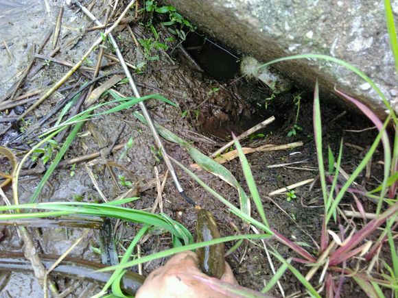 抓黄鳝小知识,农村娃抓黄鳝视频