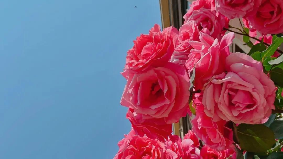 许昌市实验中学招生电话,许昌魏都区实验中学招生公告