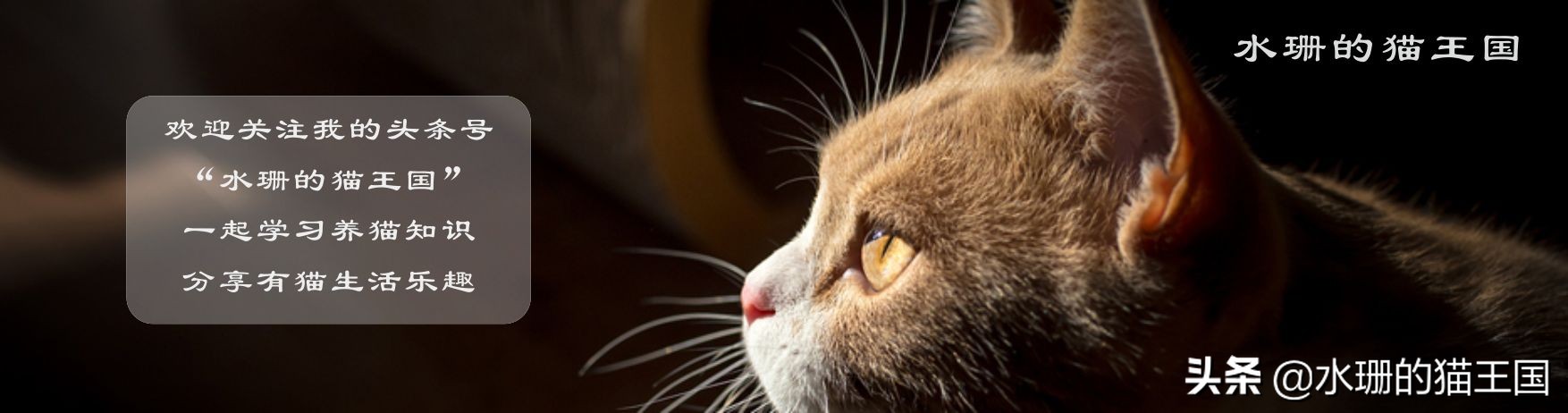 猫腿上长胡子了?猫咪到底有多少胡须?猫胡须详解