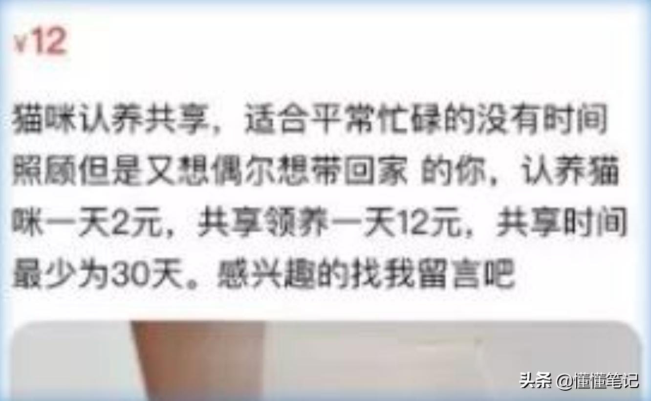 猫舍租猫,猫舍租猫多少钱一天