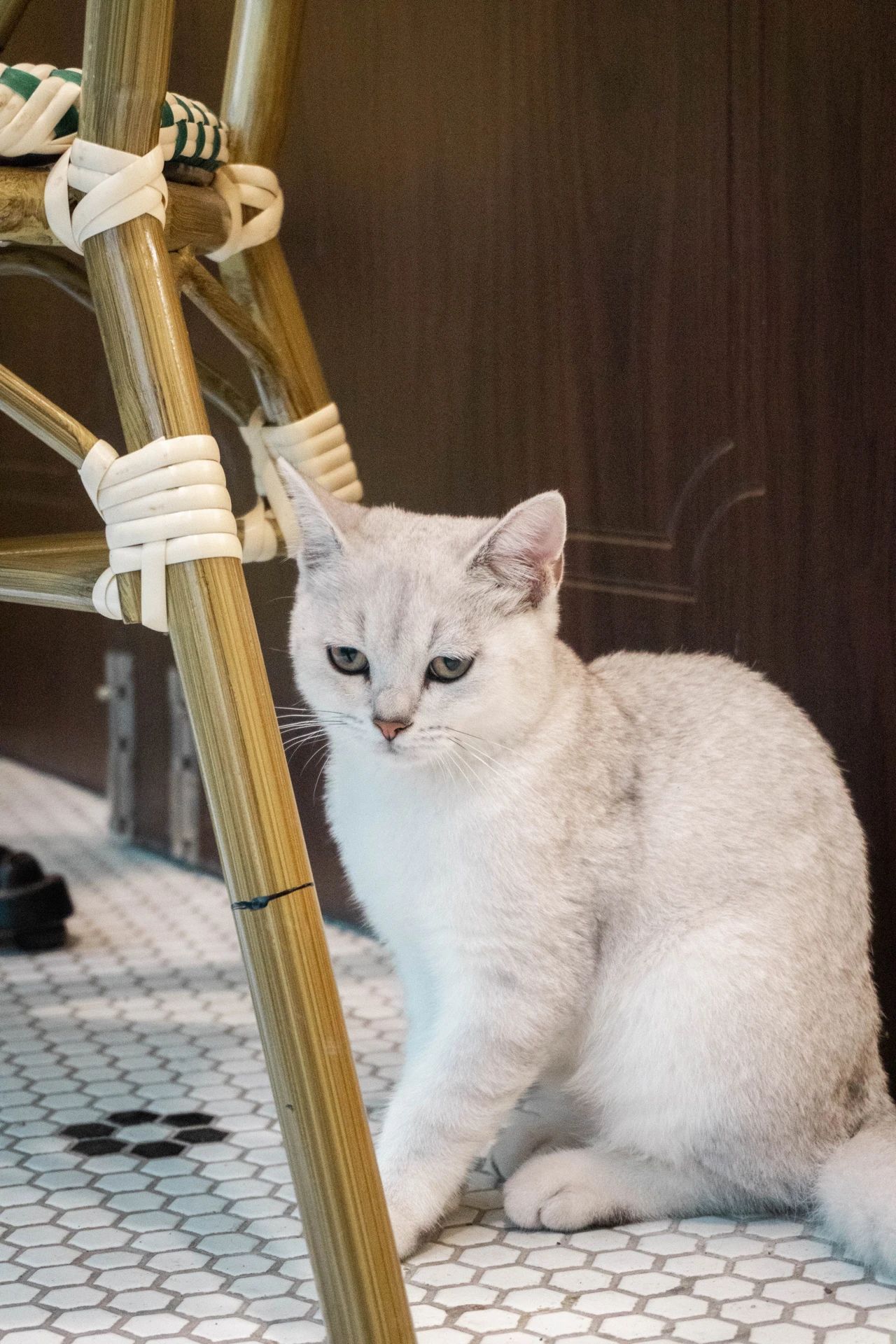 上海咖啡馆全球第一,上海咖啡馆